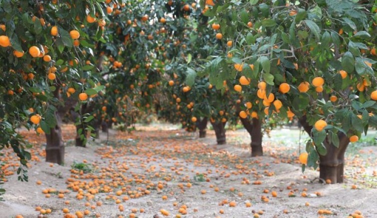 Mandalina bahçelerinde toprak turuncuya döndü