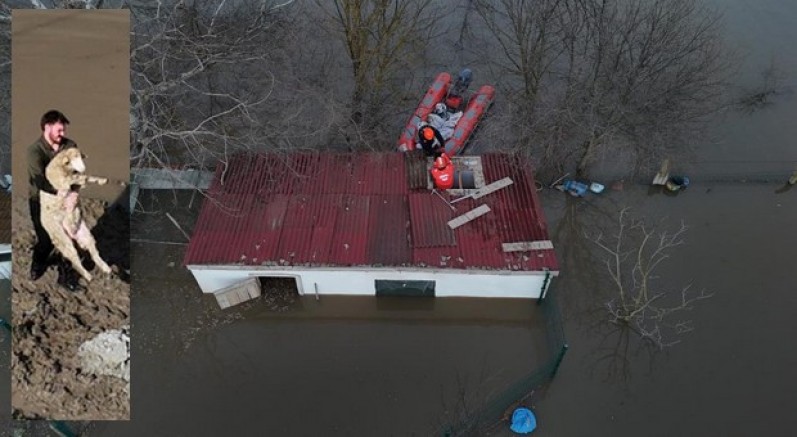 Meriç Nehri taştı; hayvanlar tahliye edildi, çiftçi malını kurtardı