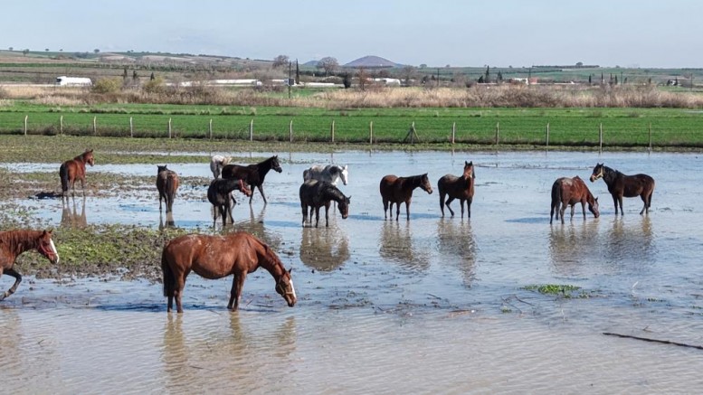Milyonluk yarış atları da su altında