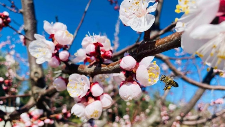 ‘Monilya’ uyarısı