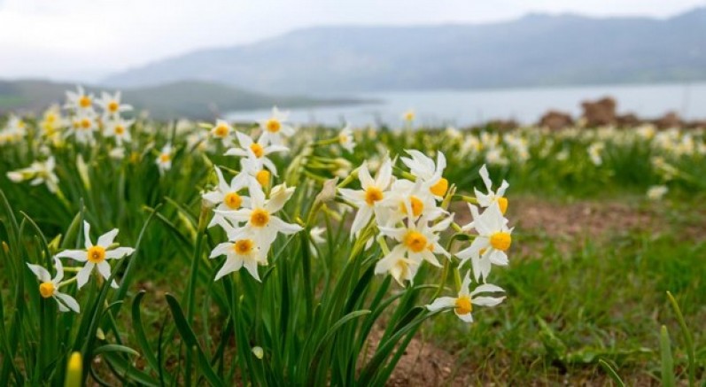 Nergisler ziyaretçilerin ilgi odağı oluyor