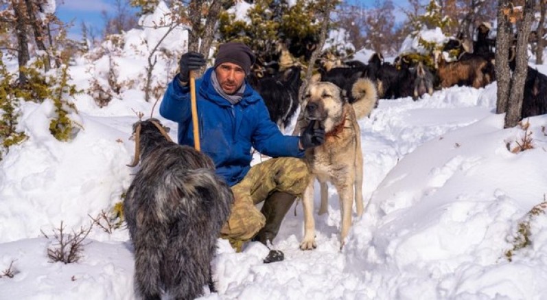 Öldürülen köpeğine otopsi yaptırdı