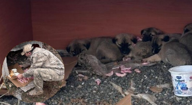 Ölüme terkedilen yavru köpeklere jandarmandan şefkat eli