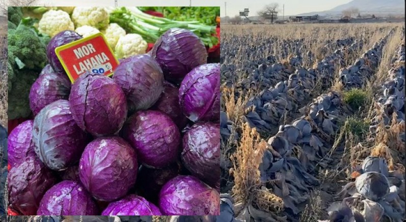 Pazarda tanesi 80 lira; çiftçiden 5 liradan almak istediler