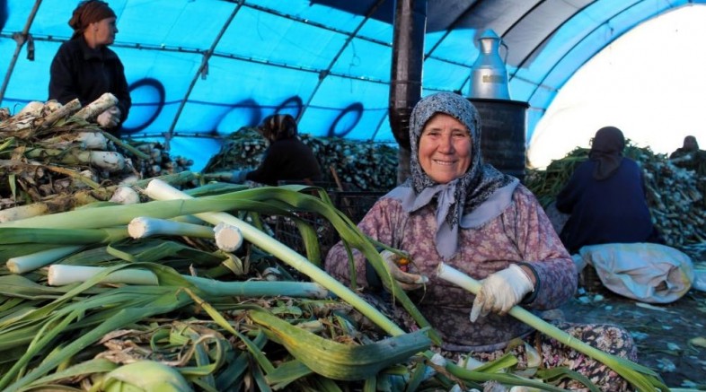 Pırasa da hasat zamanı
