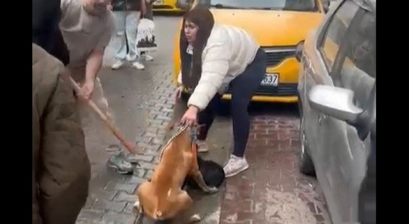 Pitbull saldırısı