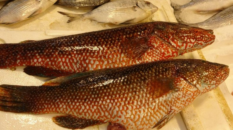 Portakal benekli lagos' Mersin'de tezgaha çıktı