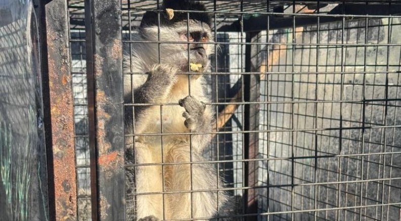 Ruhsatsız silah ve maymun ele geçirildi