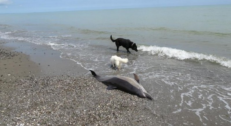 Sahile vuran ölü yunuslar tedirgin ediyor