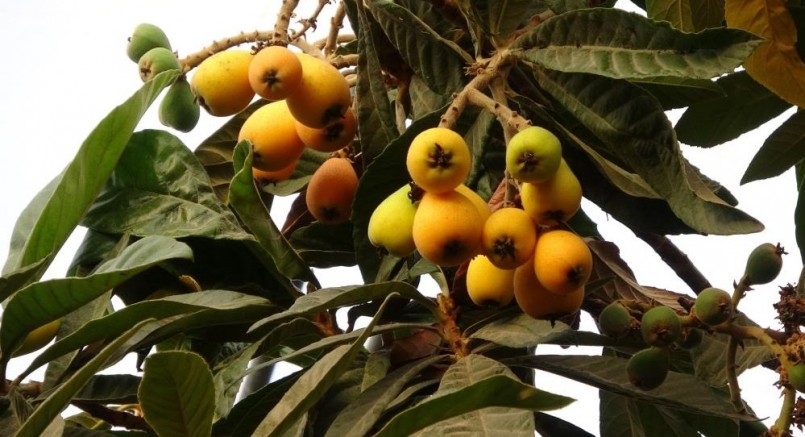 Sarı altın erken geldi