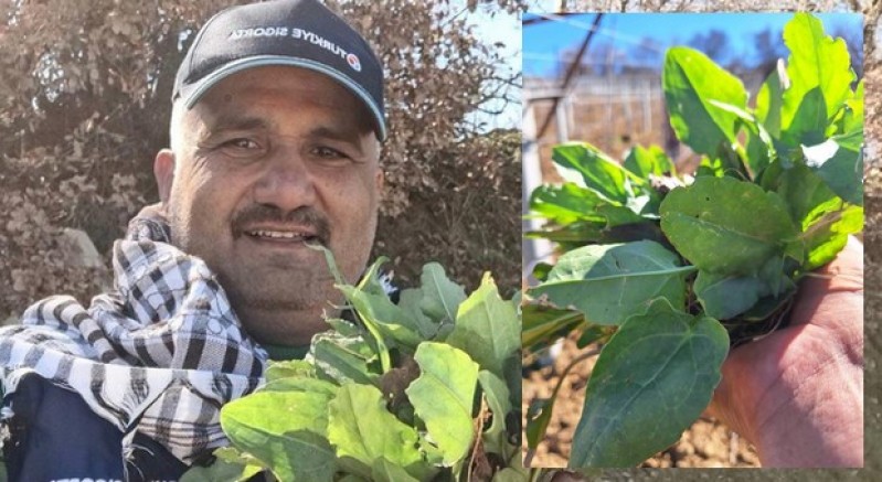 Sarıgöl’de baharın habercisi ekşi kulak tezgahlarda