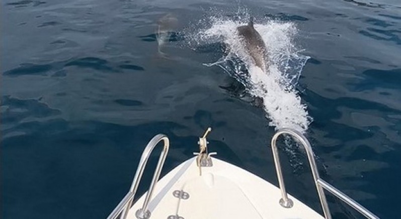 Saros Körfezi’nde yunuslar tekne ile yarıştı