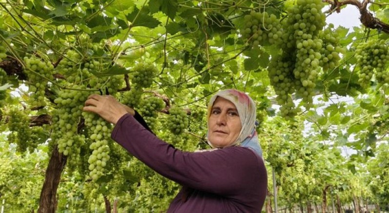 Silifke'de sezonun ilk üzümü hasat edildi