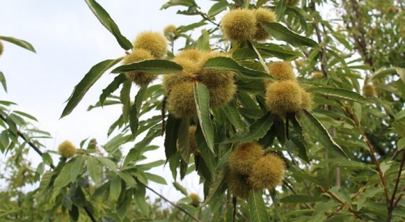 Sinop kestanesi tehlikede