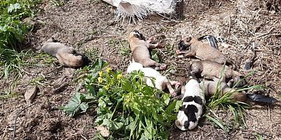 11 yavru köpek ölüme terk edildi