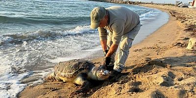 2 yeşil deniz kaplumbağası ve 1 caretta caretta ölü bulundu