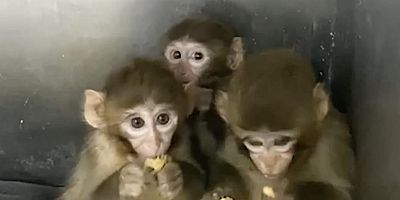3 makak maymunu koruma altına alındı