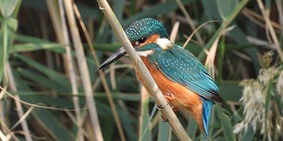 302 kuş türüne ev sahipliği yapıyor