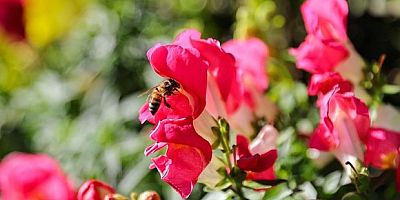 4 milyon çiçek toprakla buluşuyor