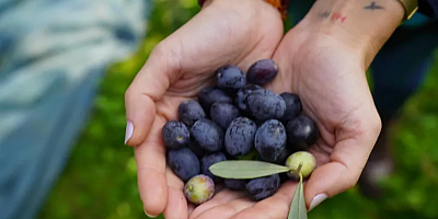 47. Orhangazi Zeytin Festivali başlıyor