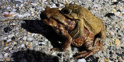 5 bin yıllık göç yeniden başladı