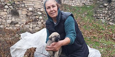5 yavru köpek kurtarıldı