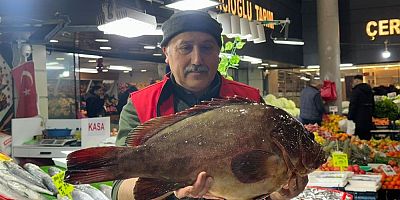 7.5 kiloluk orfoz balığı tezgahın ağası oldu