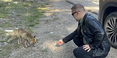 Aç tilkiye peynirli kraker ikramı