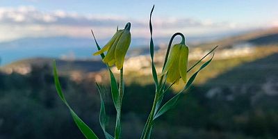 Ağlayan Gelinler çiçek açtı