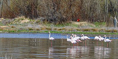 Akkaya Barajı eski günlerine döndü