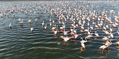Akkaya Barajı'nda flamingo şöleni 