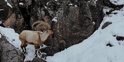 Aladağlar'da kartpostallık kış manzarası