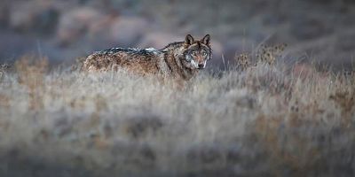 Anadolu 'canavarı'nı görüntüledi