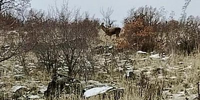 Ankara’da geyik sürüsü kameralara yansadı