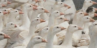 Anne hattı Yozgat, baba hattı Bandırma