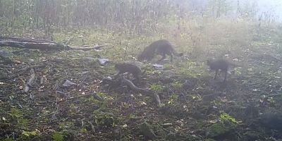 Anne yaban kedisi ve yavruları görüntülendi