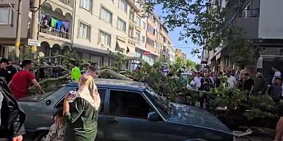 Araçların üzerine ağaç devrildi: 1 kişi yaralandı