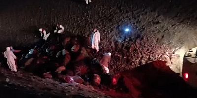 Arı saldırısının bilançosu: 816 koyun telef