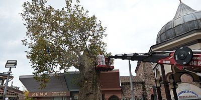 Asırlık çınar koruma altına alındı