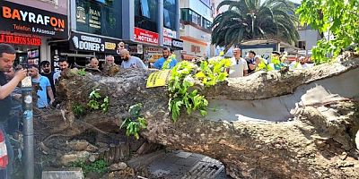 Asırlık çınar yola devrildi