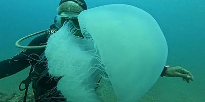 Attıkları ağlara yüzlerce dev denizanası takıldı