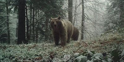 Ayıları uyku tutmadı