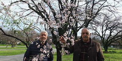 Bademler çiçek açtı