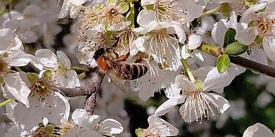 Baharın gelmesiyle arılar harekete geçti