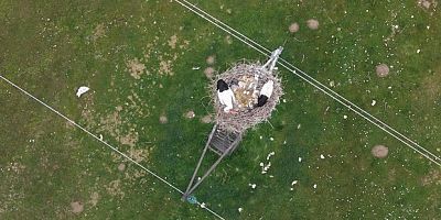 Baharın habercisi leylekler kuluçkaya hazırlanıyor