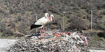 Baharın habercisi olan leylekler Kızılcahamam'da