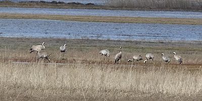 Baharın ilk habercilerinden turnalar