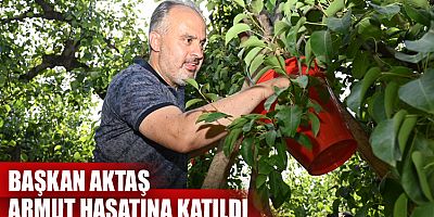  Başkan Aktaş armut hasatına katıldı