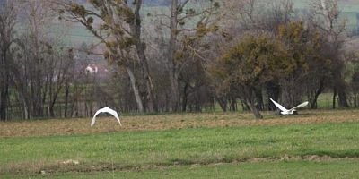 Beyaz balıkçıl kuşlar Bolu'da görüntülendi