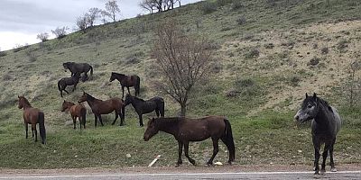 Beypazarı'nda yılkı atları görüntülendi